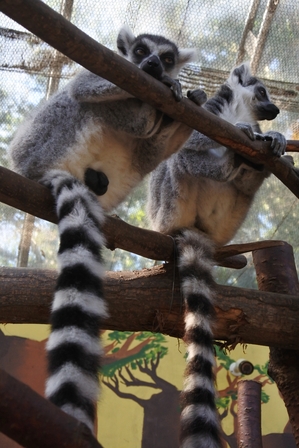 �k�C���W�Q