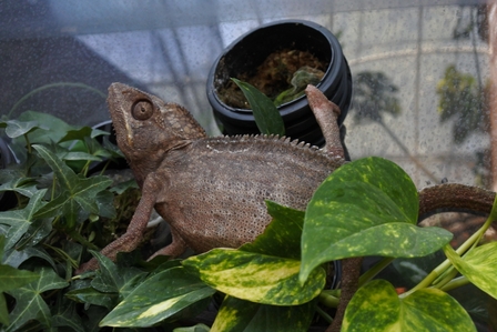 �k�C���W�R