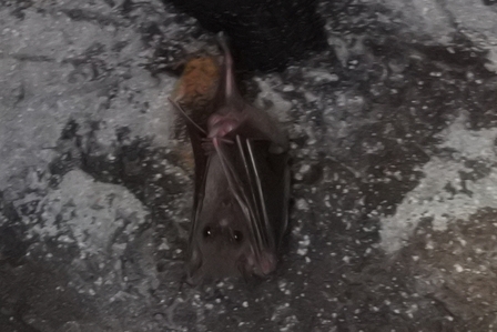 �k�C���W�S