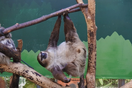 �k�C���W�U