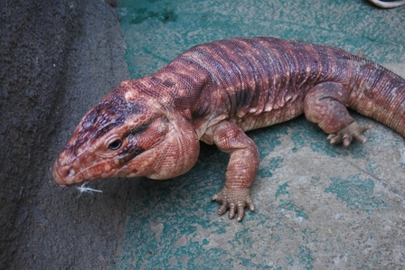 �k�C���W�V