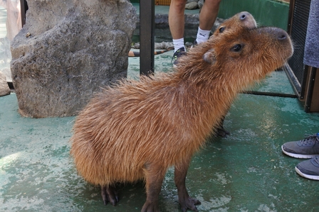 �k�C���W�X