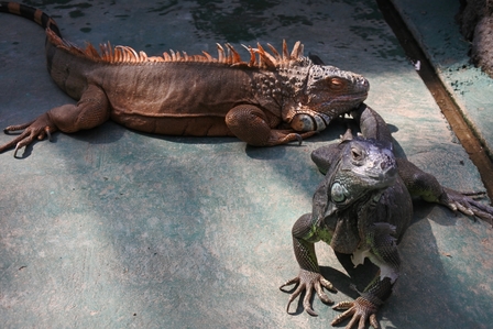 �k�C���X�O