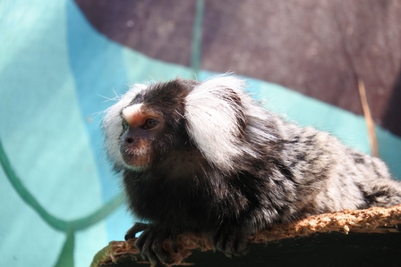 �k�C���X�P