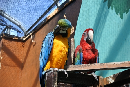 �k�C���X�Q