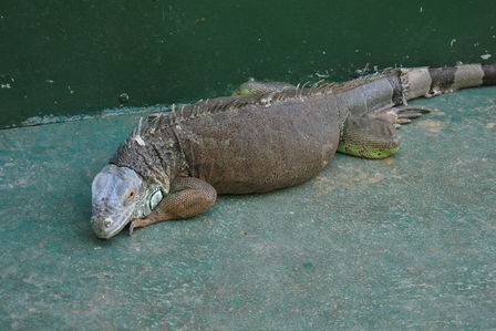 �k�C���X�R