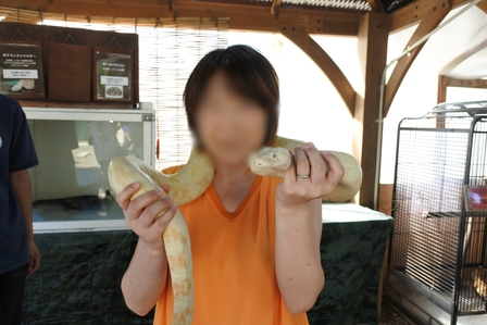 �k�C���X�S