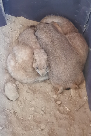 �k�C���X�U