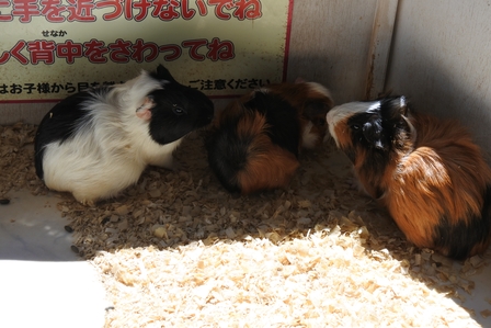 �k�C���X�W