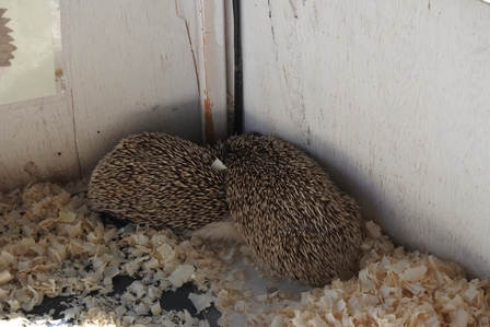 �k�C���P�O�O