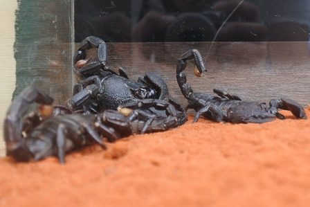 �k�C���P�P�O