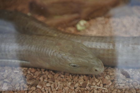 �k�C���P�P�Q