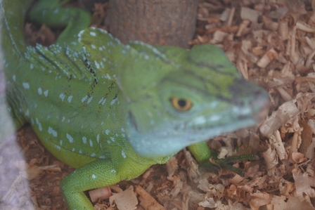 �k�C���P�P�R