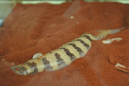 �k�C���P�P�S