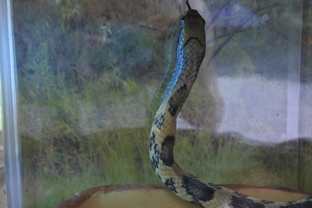 �k�C���P�P�T