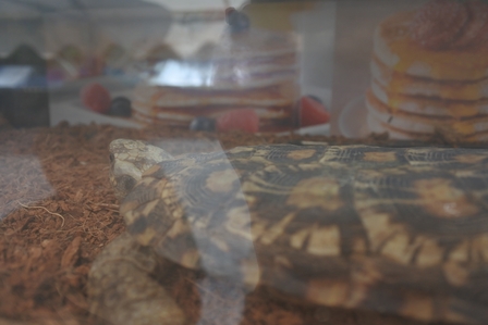 �k�C���P�P�U