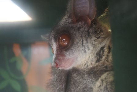 �k�C���P�P�V