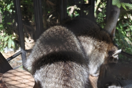 �k�C���P�P�W