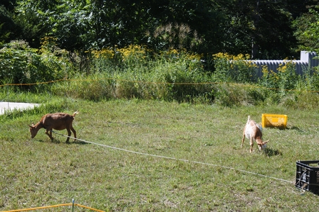 �k�C���P�Q�P