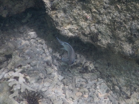 �{�Ó��Q�O