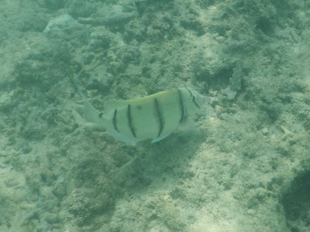 �{�Ó��Q�P