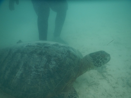 �{�Ó��Q�V