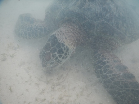 �{�Ó��Q�X