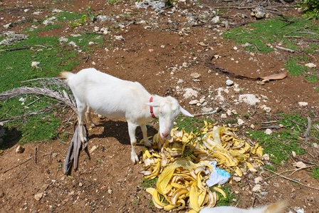 �{�Ó��S�R