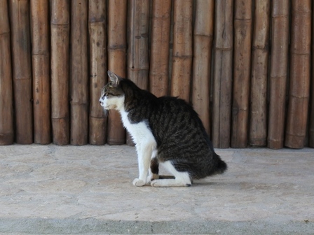 �{�Ó��S�W