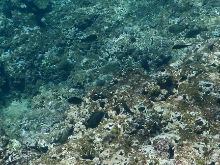 �{�Ó��P�P