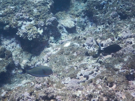 �{�Ó��P�Q