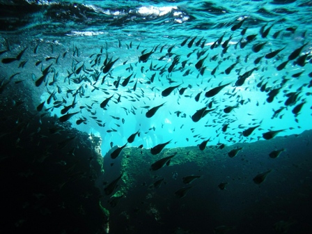 �{�Ó��P�W