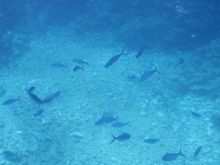 �{�Ó��P�X