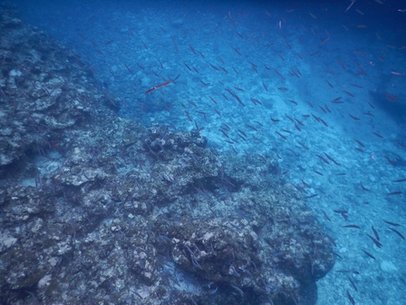 �{�Ó��Q�O