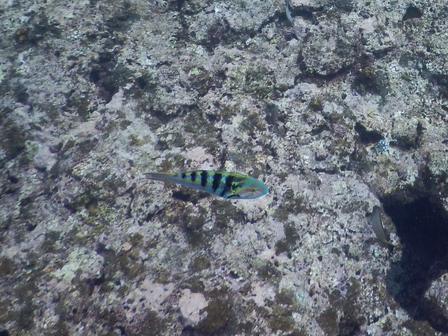 �{�Ó��Q�R