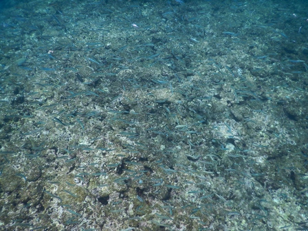 �{�Ó��Q�S