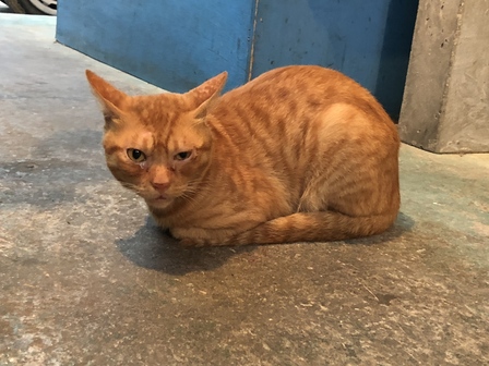 �{�Ó��V�T