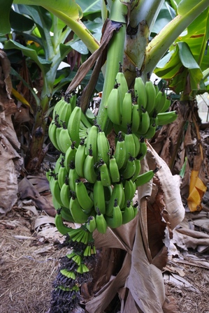 �{�Ó��P�P