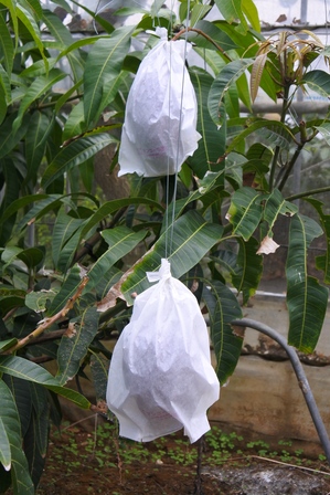 �{�Ó��P�T