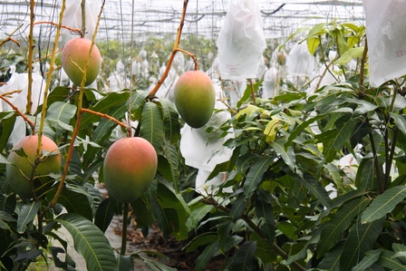 �{�Ó��P�V