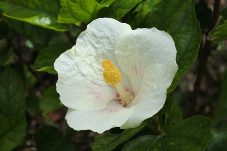 �{�Ó��P�W