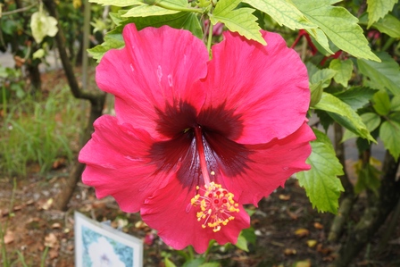 �{�Ó��Q�O