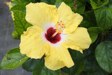 �{�Ó��Q�V