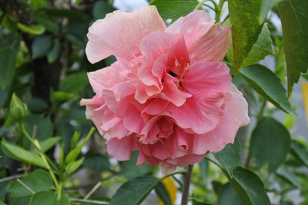 �{�Ó��R�O