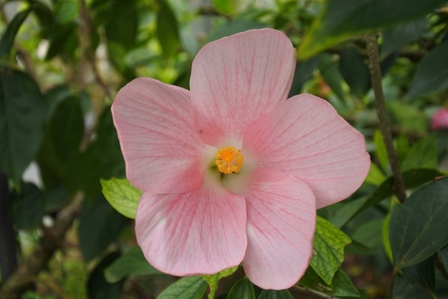 �{�Ó��R�Q