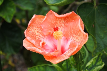 �{�Ó��R�U