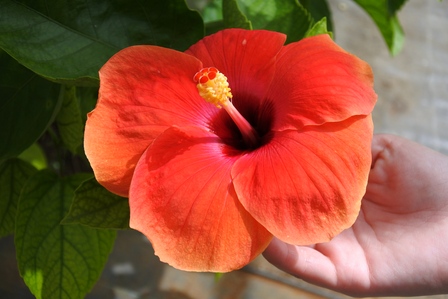 �{�Ó��R�V