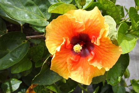 �{�Ó��R�W