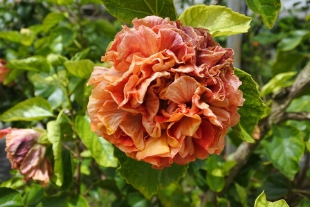 �{�Ó��R�X