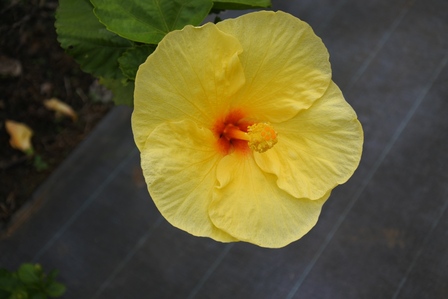 �{�Ó��S�O